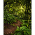 The Path - Thumbnail View 1
