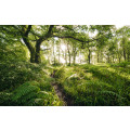 Mystic Path - Thumbnail View 1