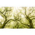 Green Fire - Thumbnail View 1