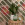 Cactus - Thumbnail View 1