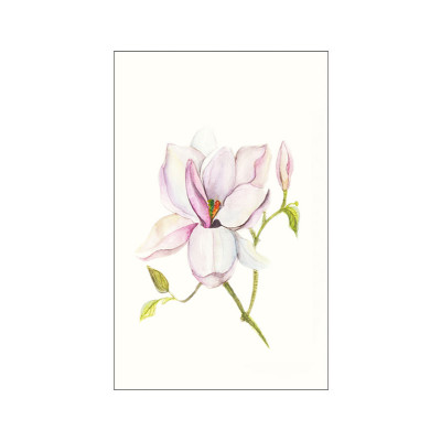 Magnolia Shine