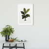 Elastica Leaf - View 1