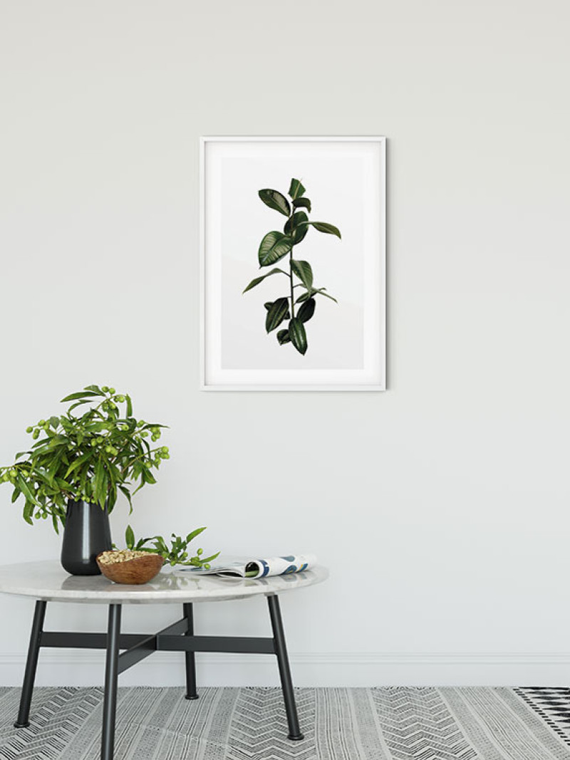 Ficus Branch - View 1