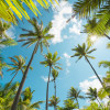 Coconut Heaven  - Thumbnail View 1