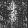 Woods - Slider Item - View 1