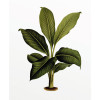 Elastica Leaf - Thumbnail View 1