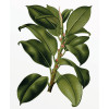Elastica Tree - Thumbnail View 1
