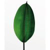 Ficus Leaf - Thumbnail View 1