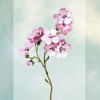 Poppy - Slider Item - View 1