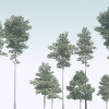 Pines - Thumbnail View 1