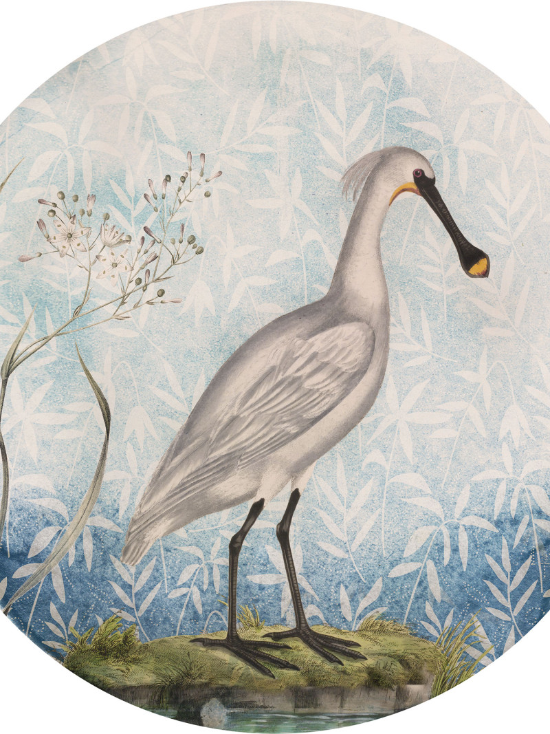 Spoonbill - Thumbnail View 1