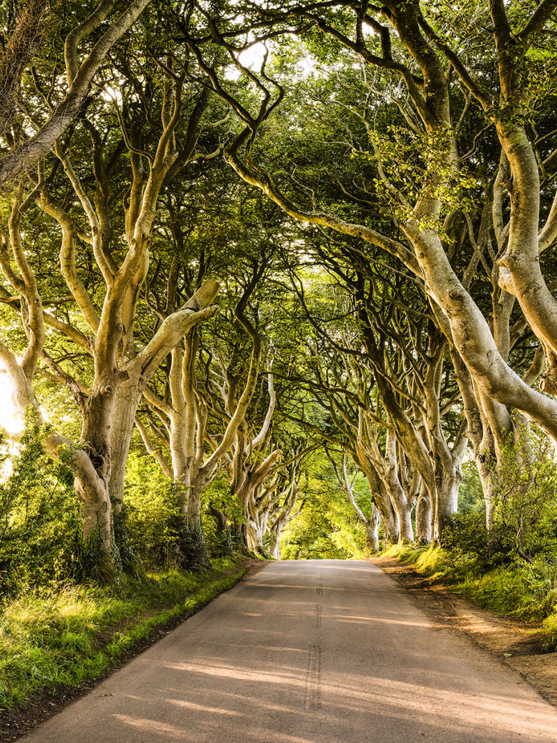 Golden Hedges - Thumbnail View 1