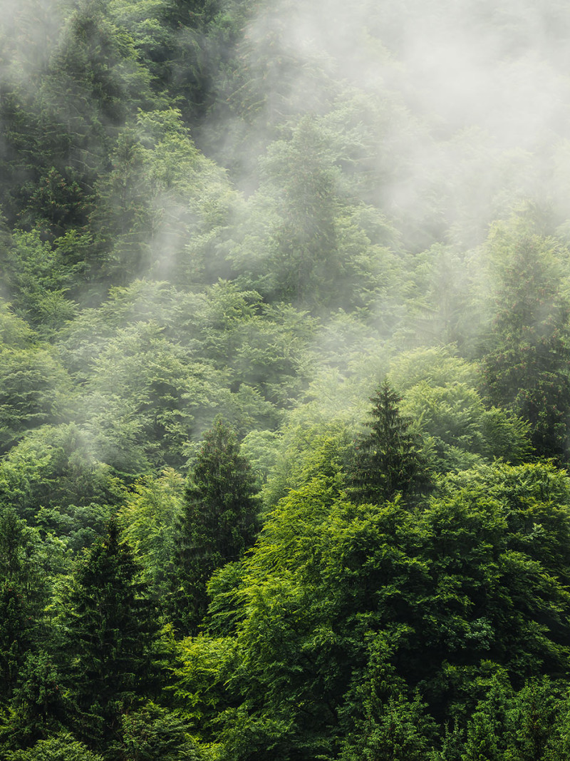 Forest Land - Thumbnail View 1