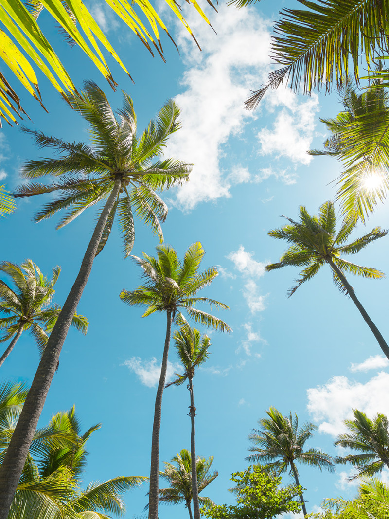 Coconut Heaven  - Thumbnail View 1