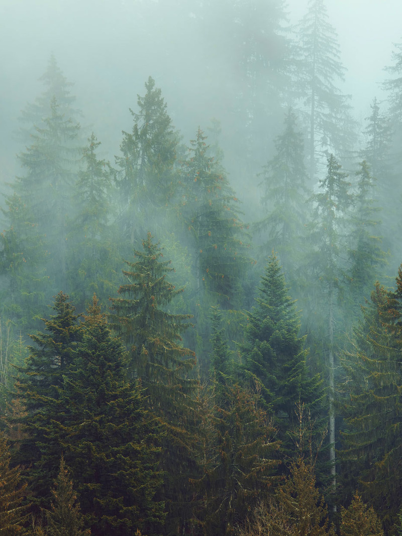Foggy Firs - Thumbnail View 1