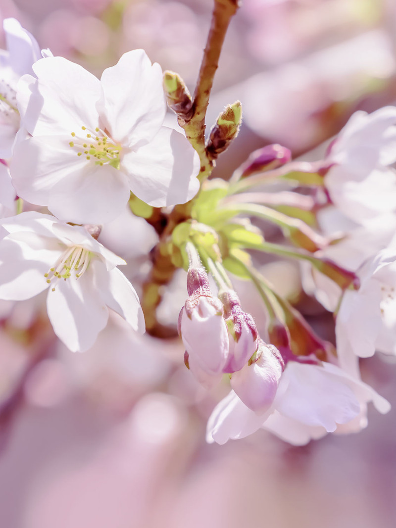 Pink Blossom - Thumbnail View 1