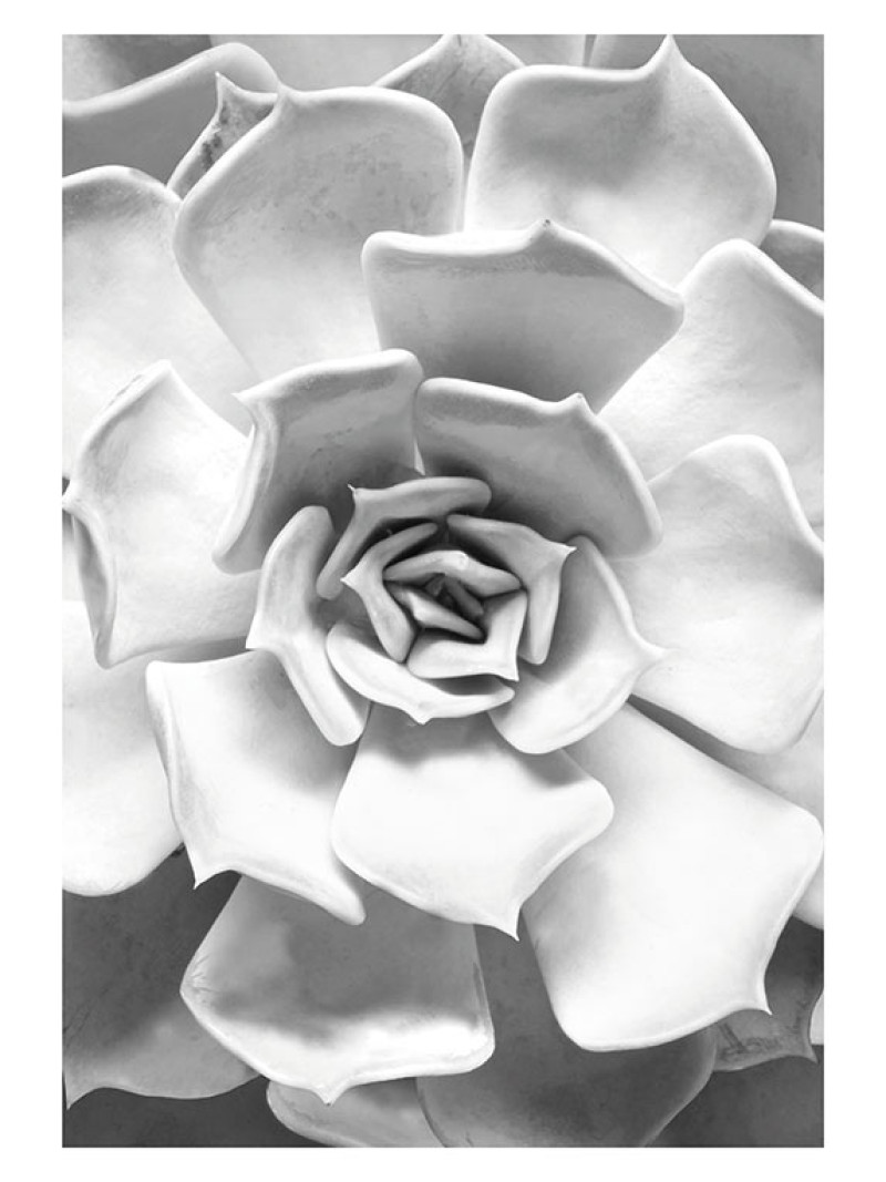 Succulent Closeup - Thumbnail View 1