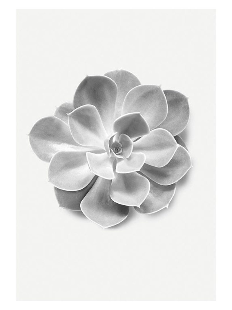 Succulent Aeonium - Thumbnail View 1