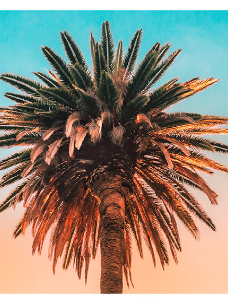 Palm Tree - Thumbnail View 1