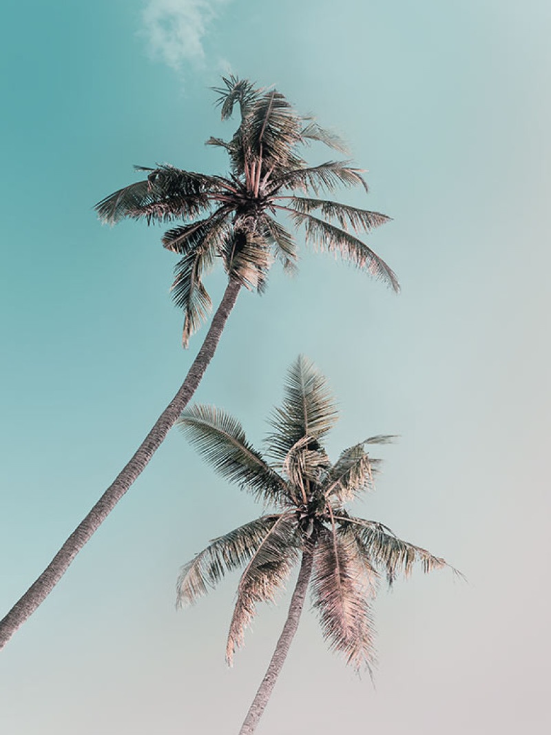 Miami Palms - Thumbnail View 1