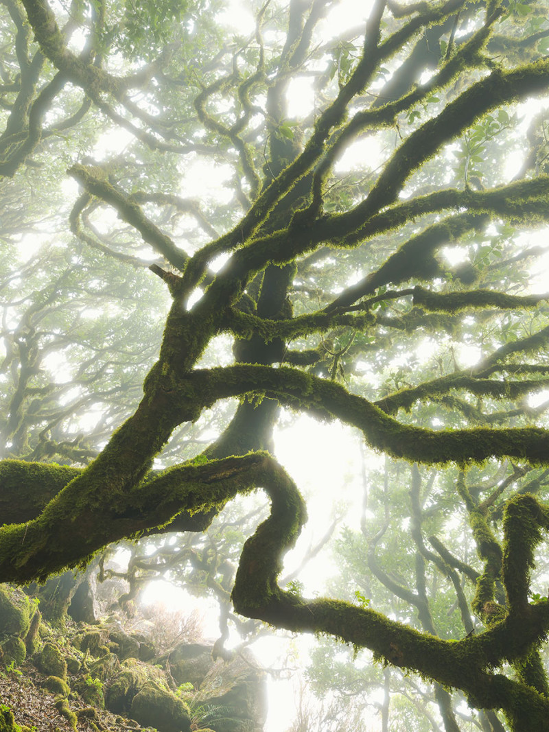 The Forgotten Forest - Thumbnail View 1