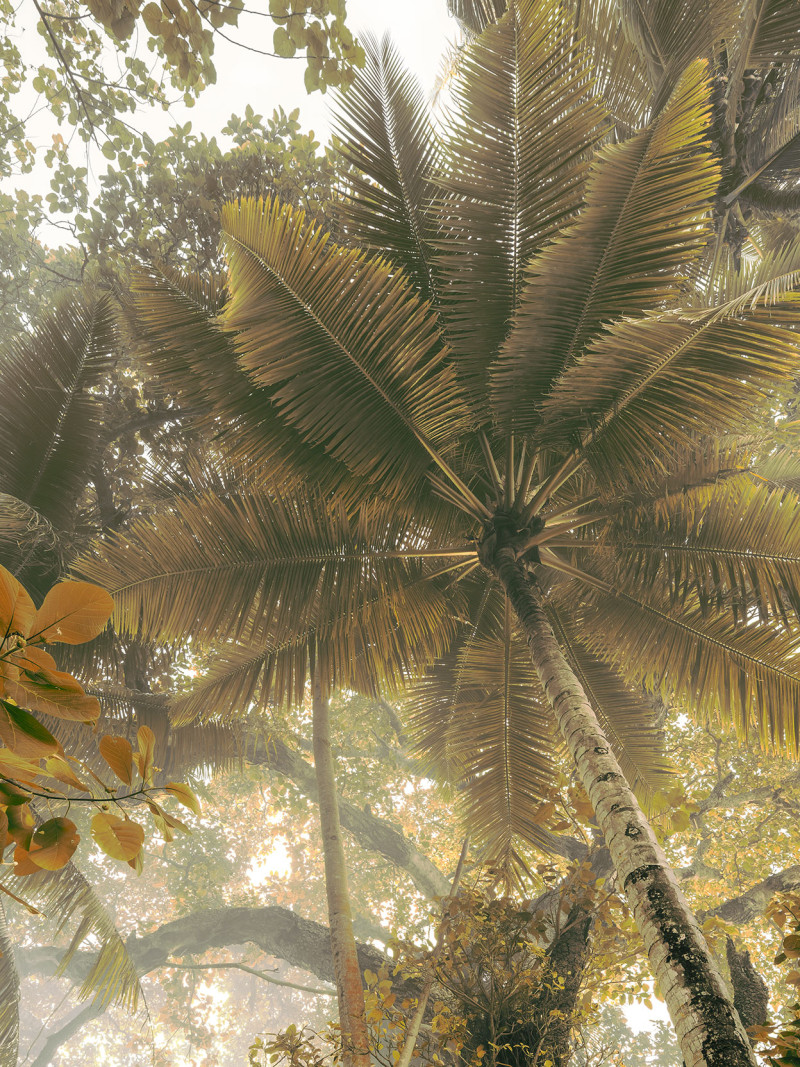 Palms Panorama - Thumbnail View 1