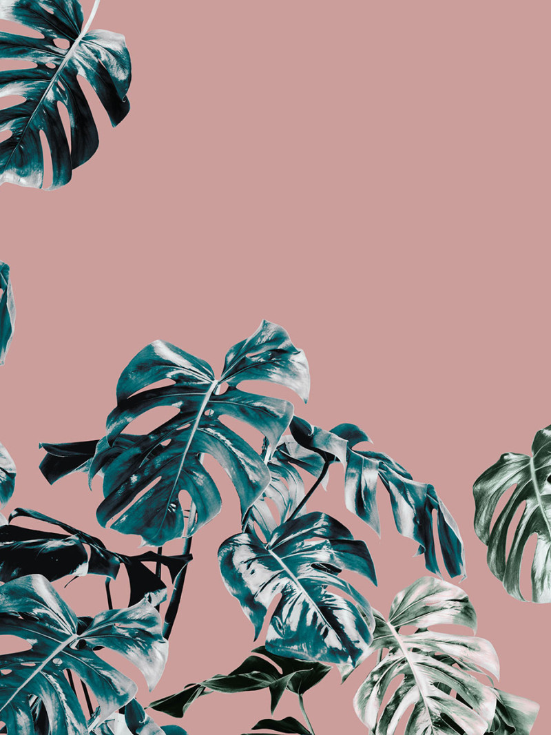 Monstera Rosé - Thumbnail View 1