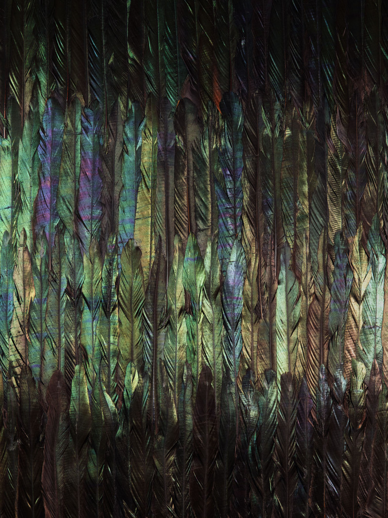 Dark Wings - Thumbnail View 1