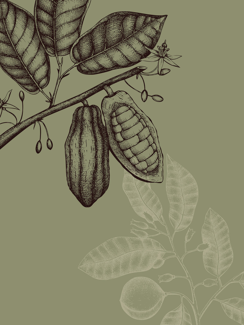 Wild Cocoa - Thumbnail View 1