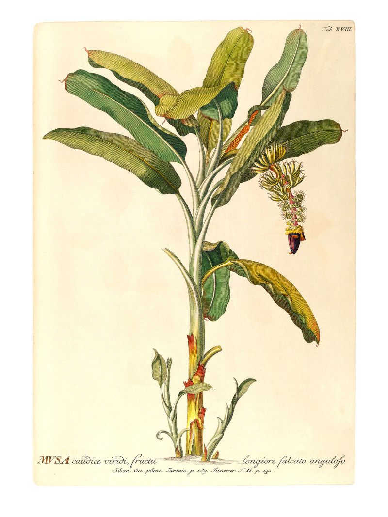 Rainforest Sapling - Thumbnail View 1