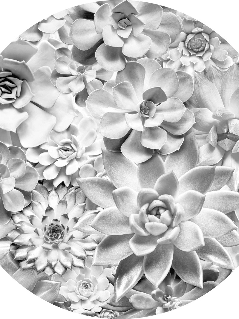 Echeveria - Thumbnail View 1
