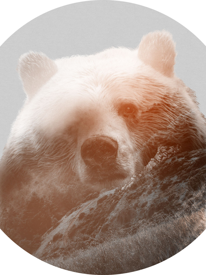 Bearava - Thumbnail View 1