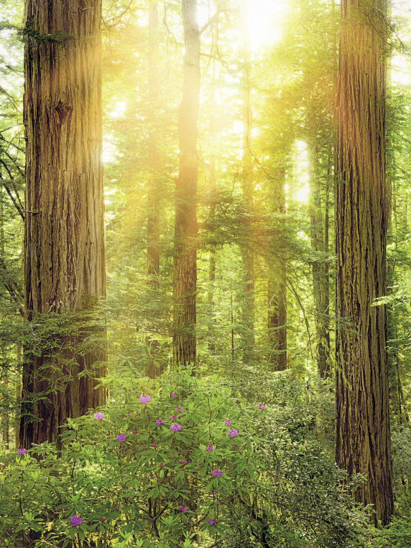 Redwood - Thumbnail View 1