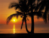 Palmy Beach Sunrise - View 1