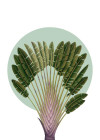 Botanical Garden Pinnate Palm