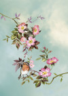 Chirping Birds - View 1