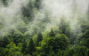 Forest Land - View 1