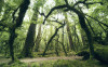 Ancient Green  - View 1