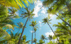 Coconut Heaven  - View 1