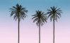 Palm Sunset - View 1