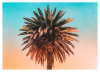 Palm Tree