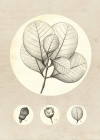 Transparent Leaf