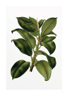 Elastica Tree