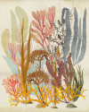 Catchy Corals - View 1