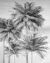 Cocco - View 1