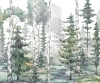 White Birches - View 1