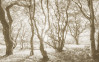 Bleached Birch - View 1
