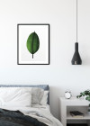 Ficus Leaf