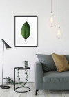 Ficus Leaf