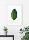 Ficus Leaf
